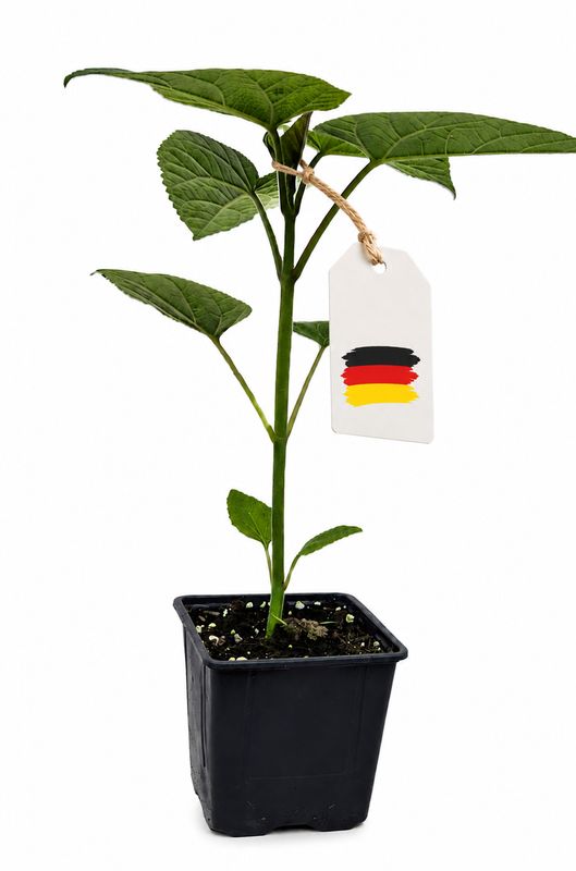 Paulownia Tomentosa Jungbaum 0,6l Topf