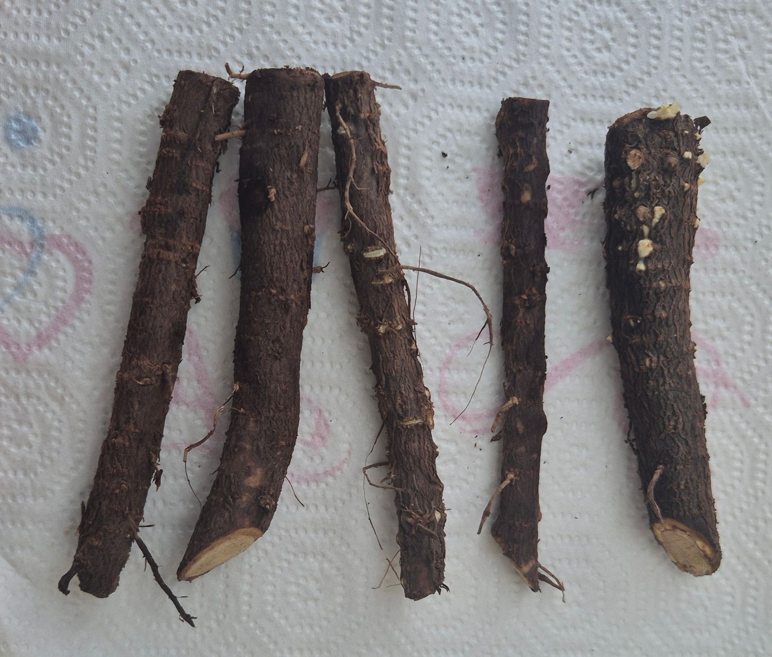 5 x Wurzelstecklinge (ca. 10 cm)