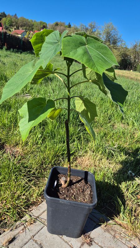 Paulownia Kawakamii im. 3 Jahr ca. 70 cm ohne Topf