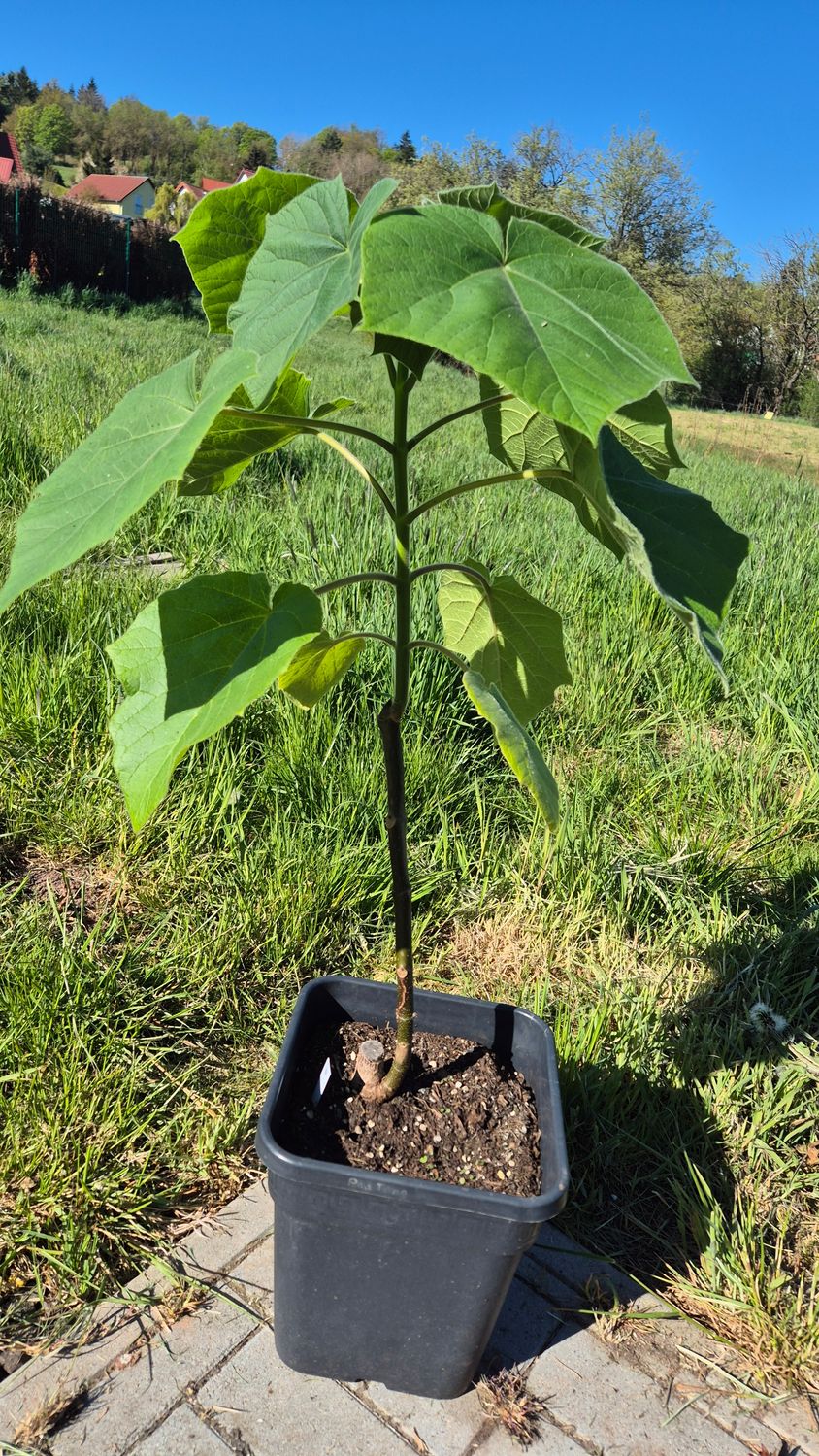 Paulownia Kawakamii im. 3 Jahr ca. 70 cm ohne Topf