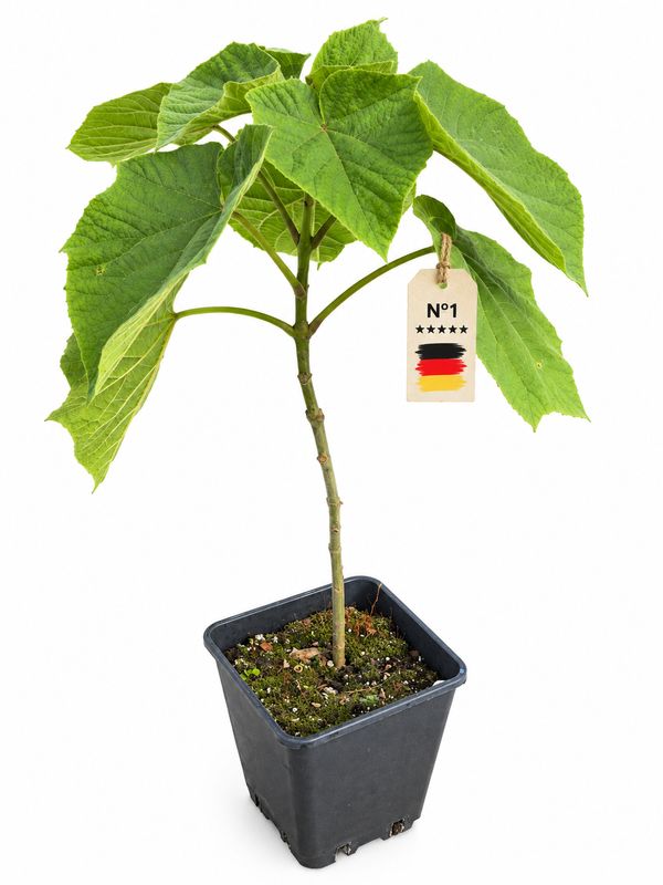 Paulownia Kawakamii im. 3 Jahr ca.55 cm im 5 L Topf