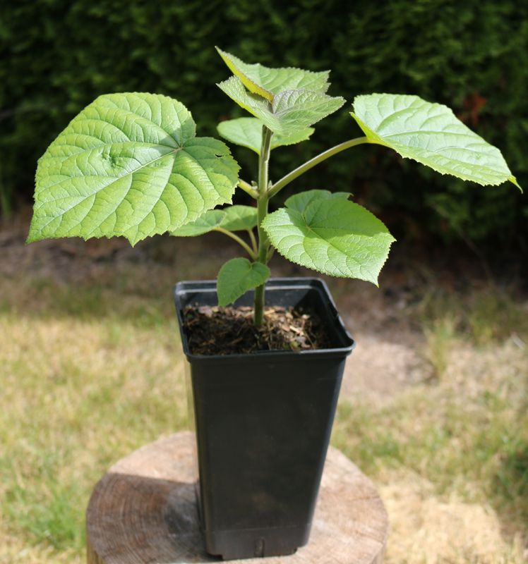 Paulownia Elongata O2-Energy im 2. Jahr (2L Topf)