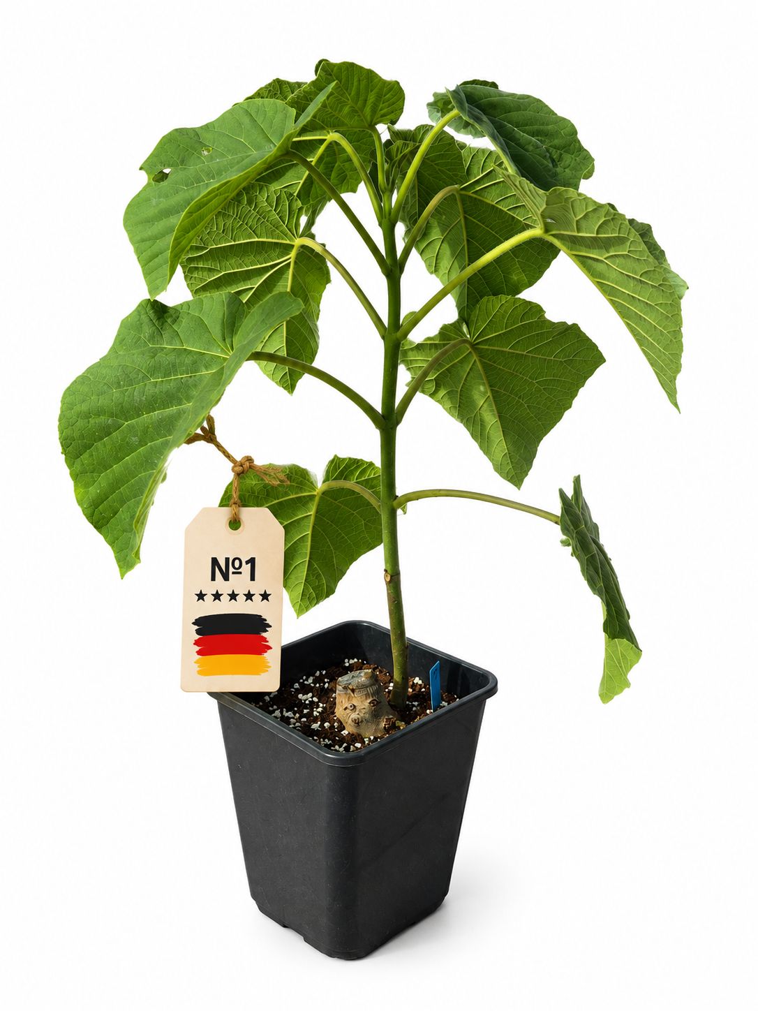 Paulownia Turbo Pro aus XL Wurzel (ca.50-70 cm hoch)