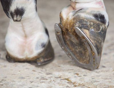 Hoof Care & Poultice
