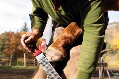 Farrier