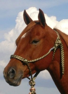 Halters | Rope