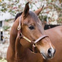 Halters | Leather