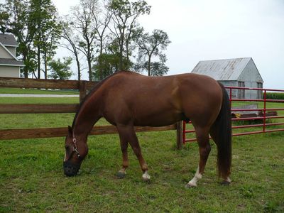 Halters | Muzzles