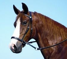 Bitless Tack