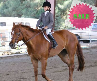 English Tack
