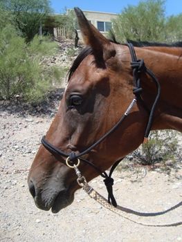 5/16" Double Diamond Rope Halter w/Rings, Size: Cob - Black w/Tan Tracers