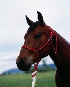 5/16" Double Diamond Rope Halter
