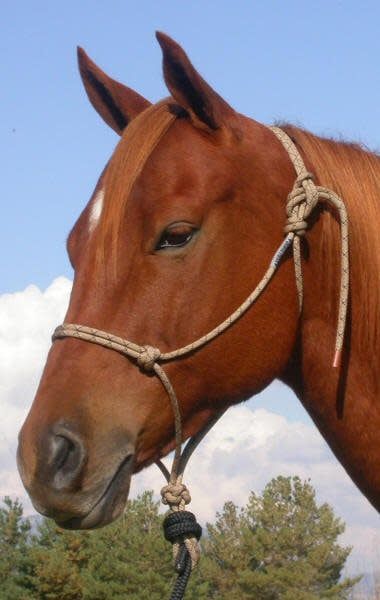 Double Diamond 8mm Rope Halter #125 Series