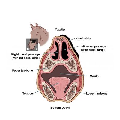 Flair Equine Nasal Strips