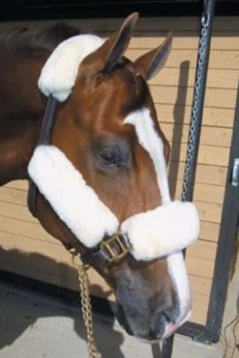 Wool Halter Fleece Kit