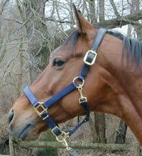 Padded Breakaway Crown - Fully Adjustable Nylon Halter