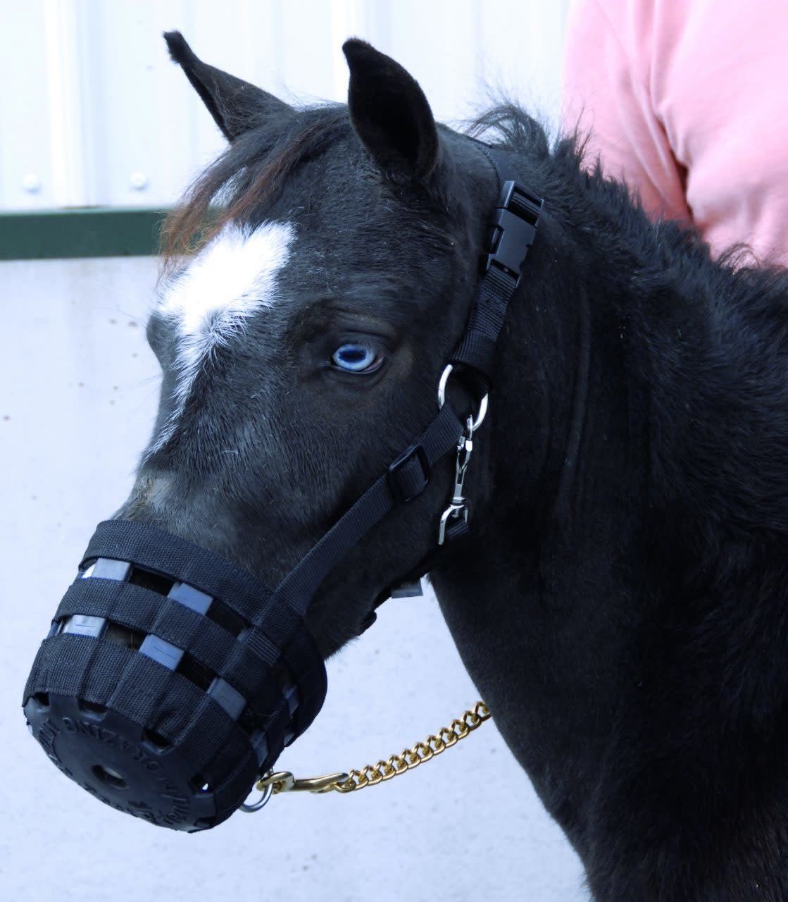 Best Friend Deluxe Grazing Muzzle - Mini Size