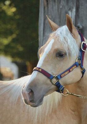 Custom Embroidered Overlay Nylon Halter