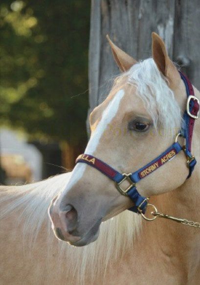 Custom Embroidered Overlay Nylon Halter