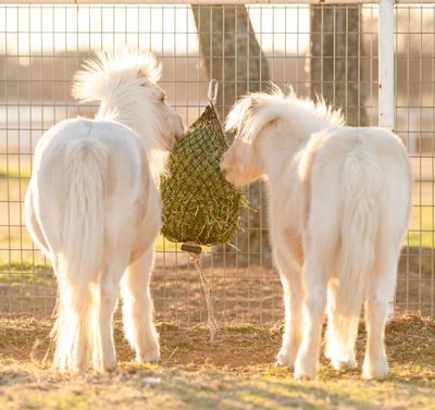 Hay Chix - Quarter Bale Net 1-3/4"