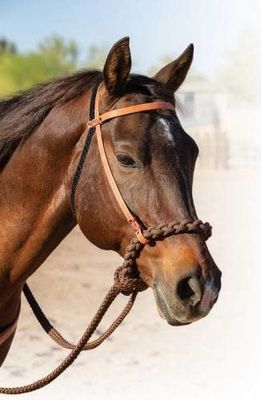 Loping Hackamore