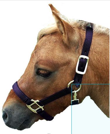 Adjustable Mini Nylon Halter