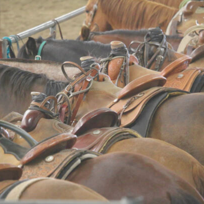 For The Horse