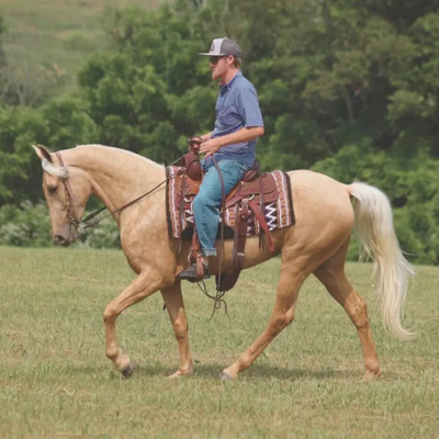 Gaited Saddles