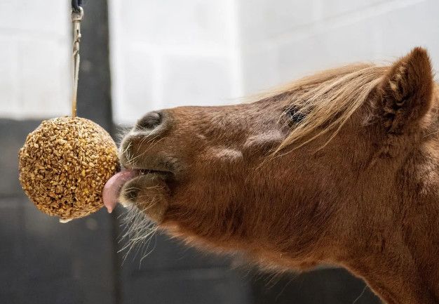 Likit Granola Stall Ball