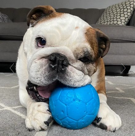 Jolly Soccer Ball - 8" (Large)