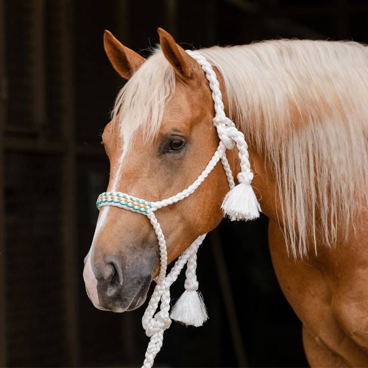 Cowboy Braided Halter with 10' Lead, Teal/White