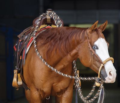 Leads, Lunge Lines, Reins & Equipment