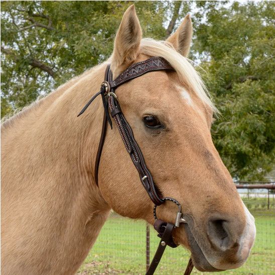 Circle Y Bluestem Browband Headstall