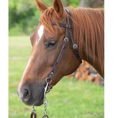 Circle Y Classic Brownband Headstall - Reg Oil