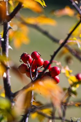 Calore autunnale 
