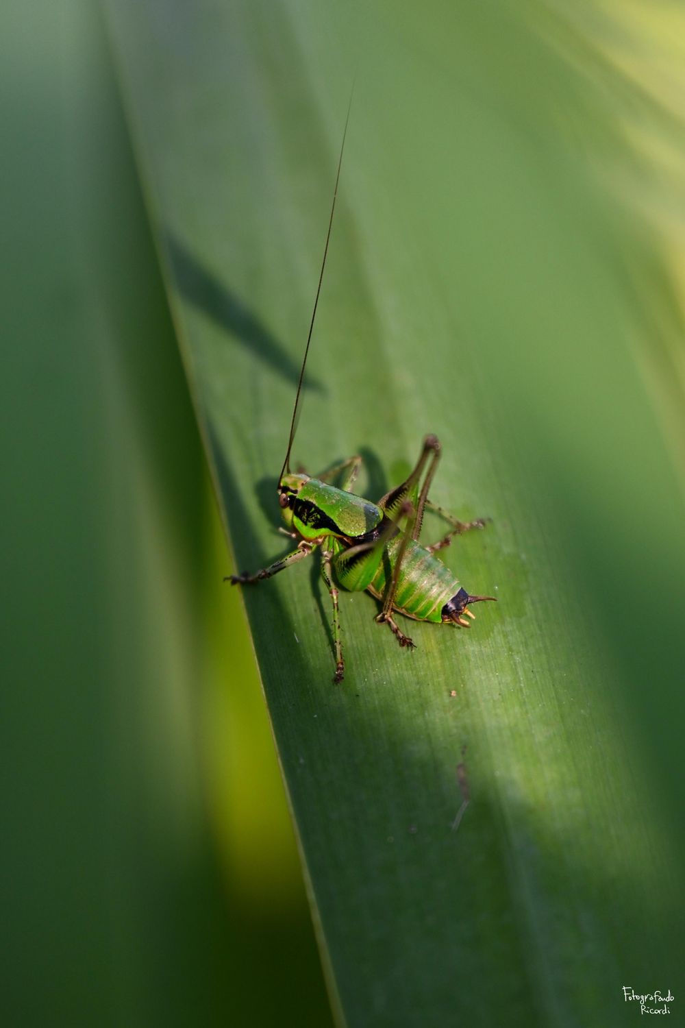 Sfumature di verde