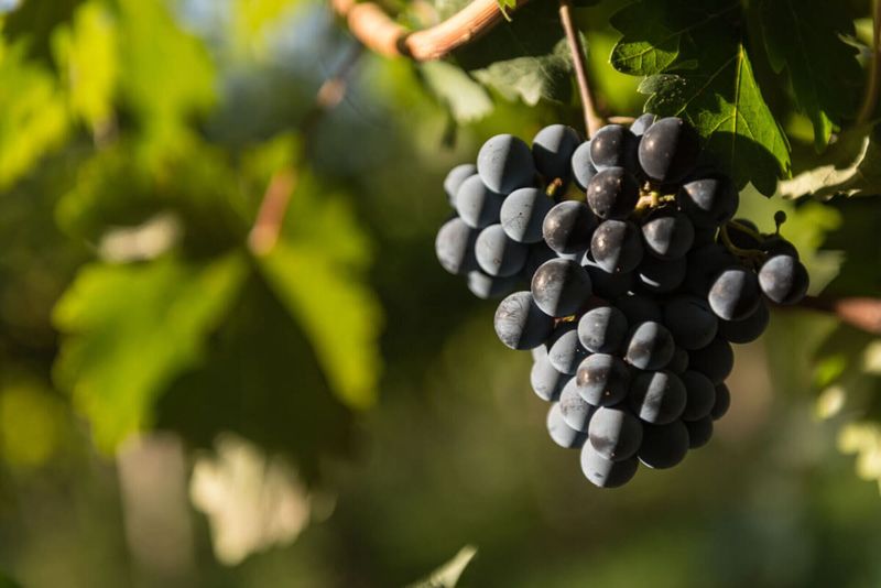 BODEGAS VALLE DE UCO CLÁSICO