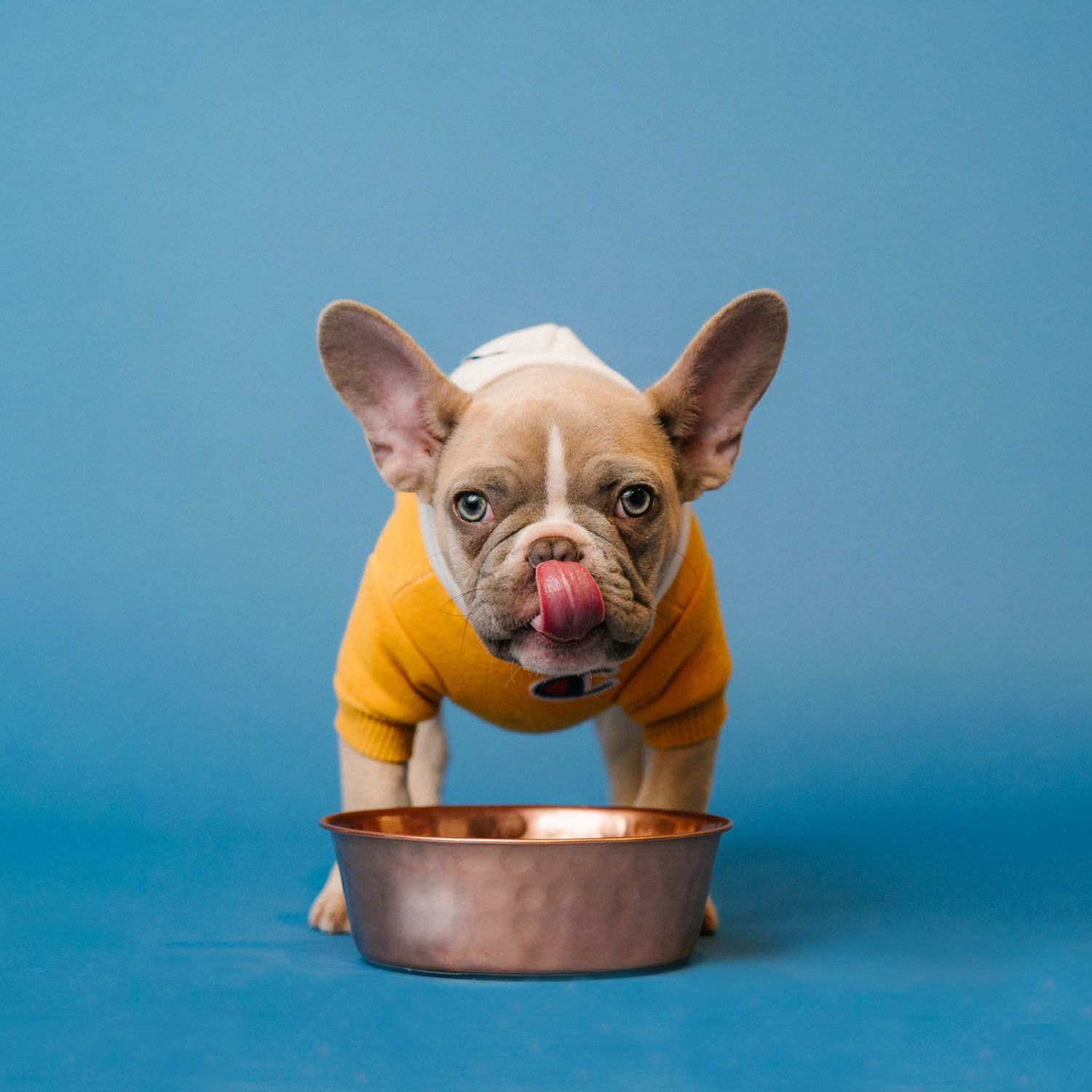 EXEMPLE. Sweat jaune pour chien