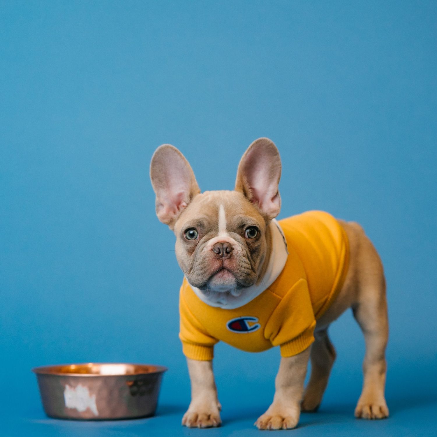 EXEMPLE. Sweat jaune pour chien
