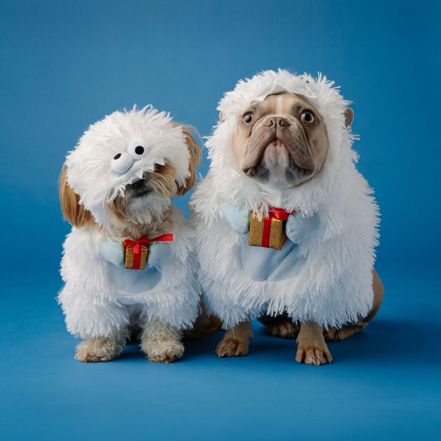 EXEMPLE. Costume pelucheux d'Halloween pour chien
