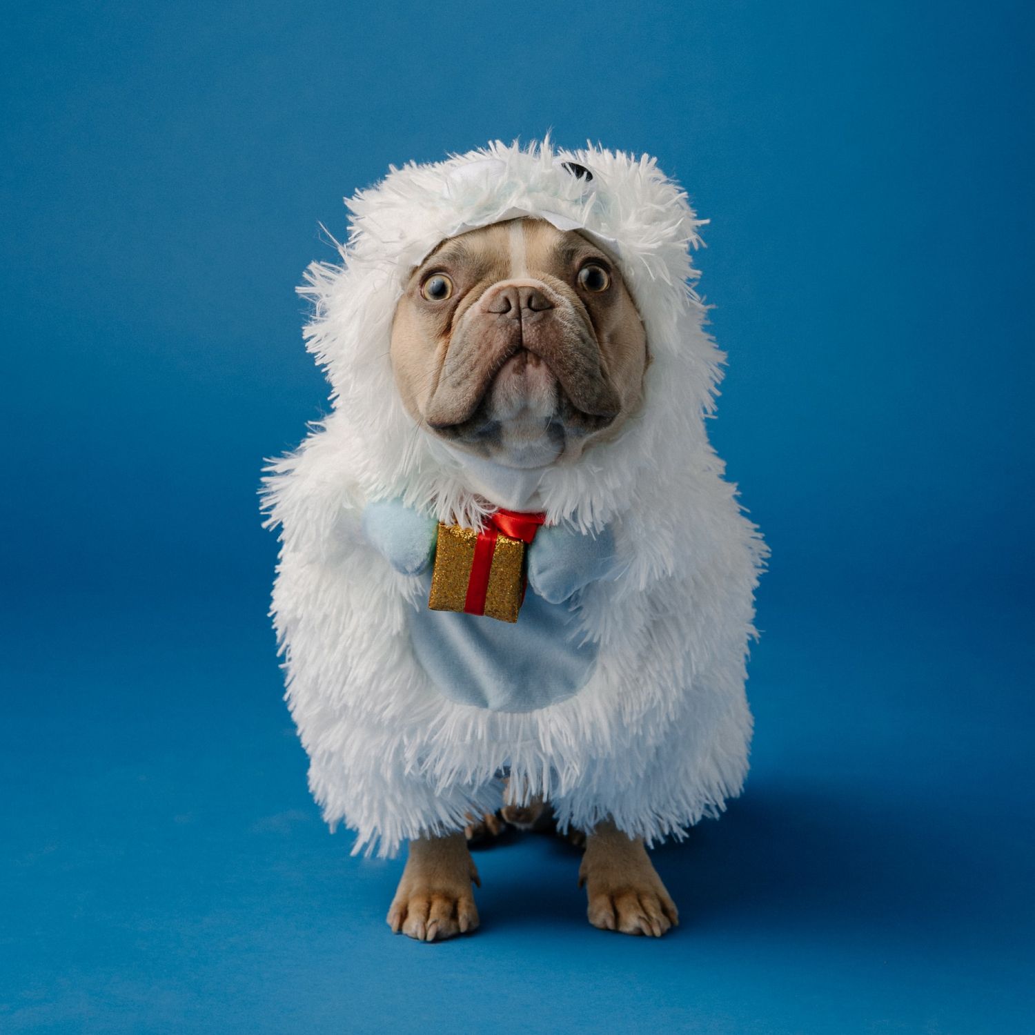 EXEMPLE. Costume pelucheux d'Halloween pour chien