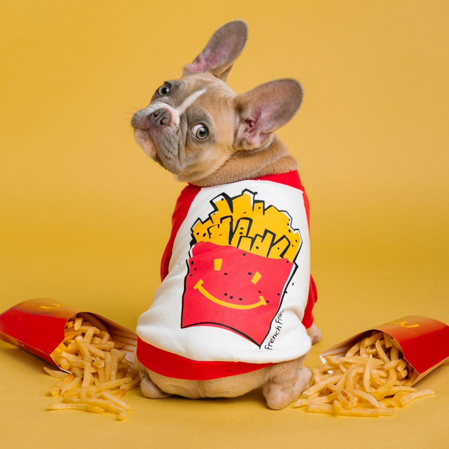 EXEMPLE. Costume de frite pour chien