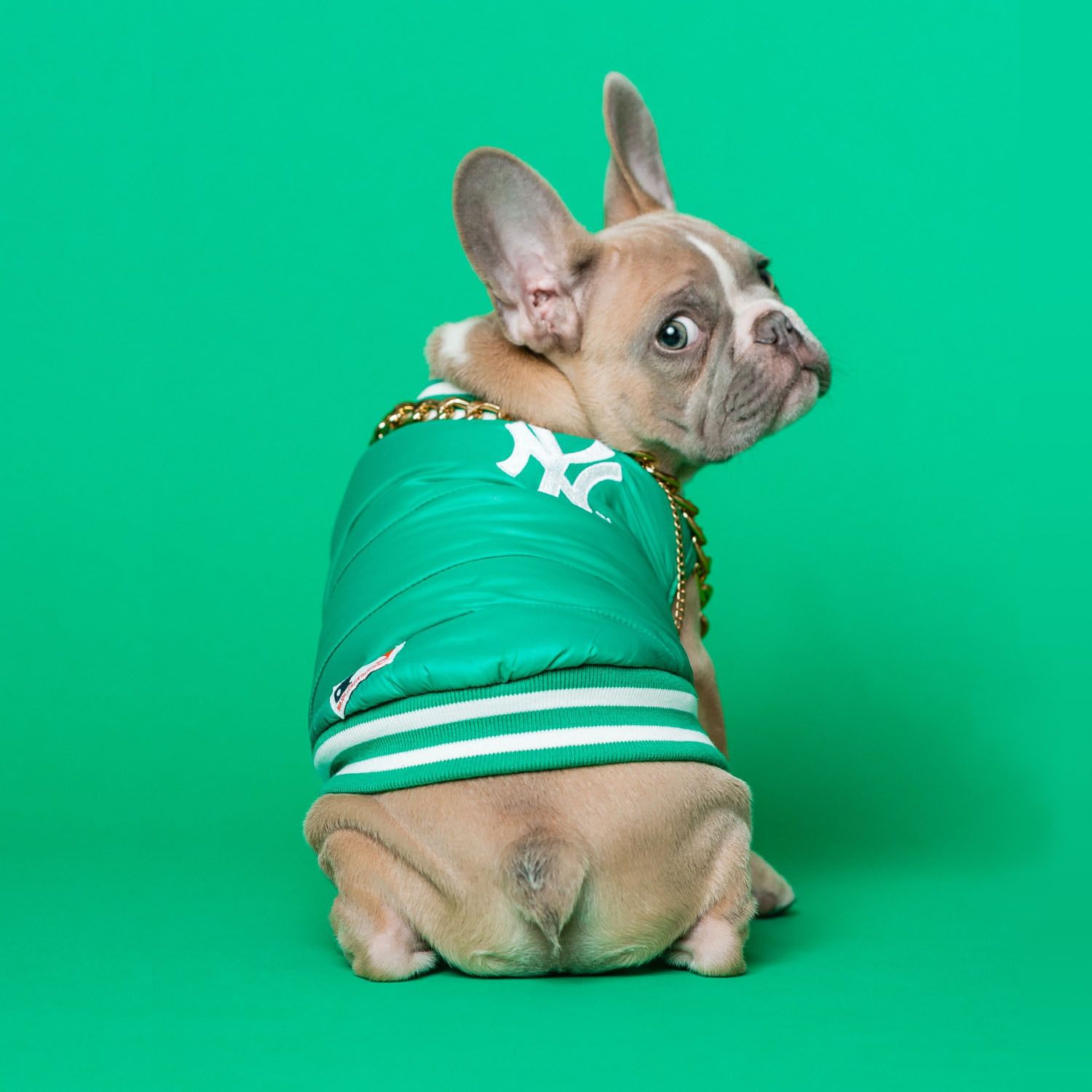EXEMPLE. Veste sans manches verte pour chien