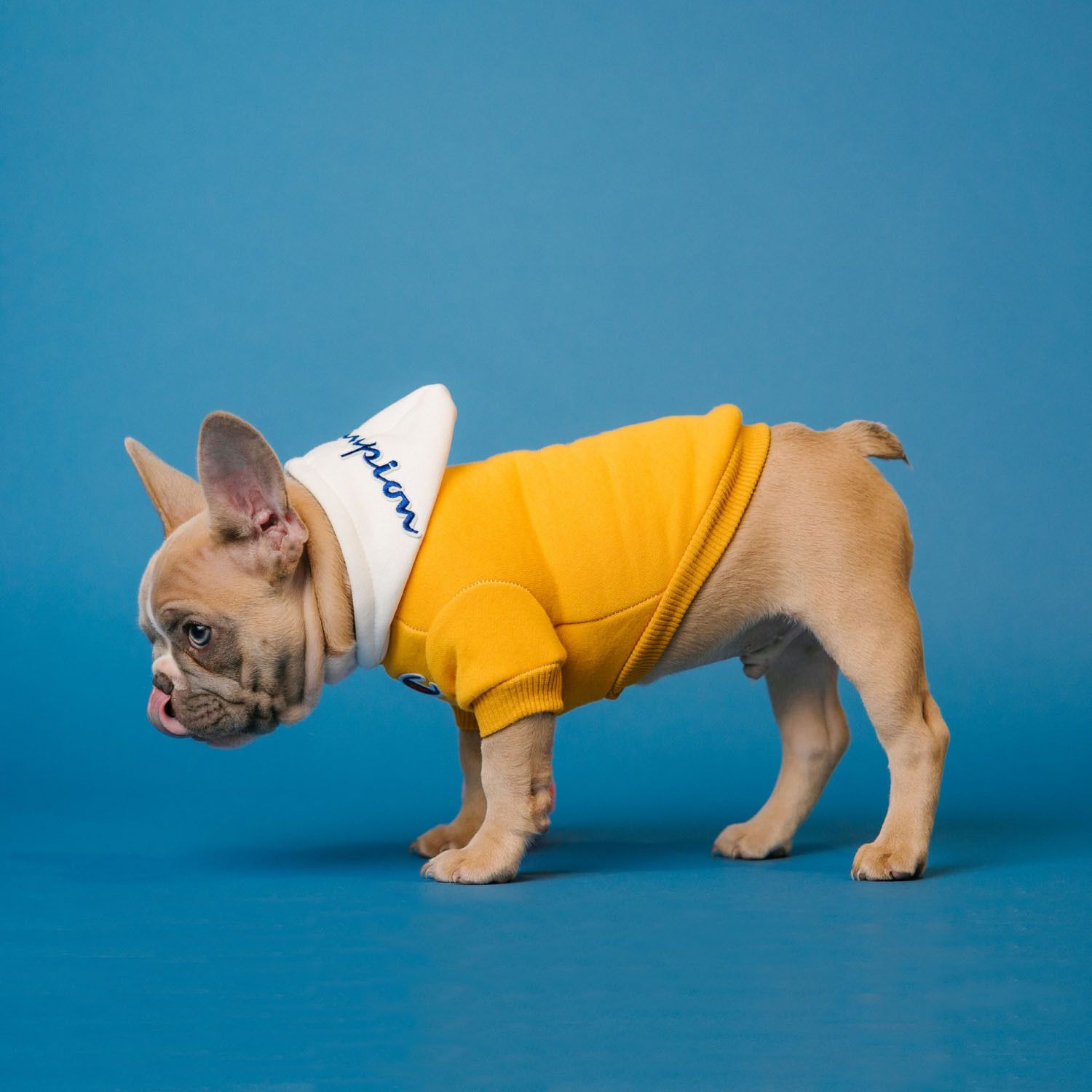EXEMPLE. Costume de chien en coton jaune