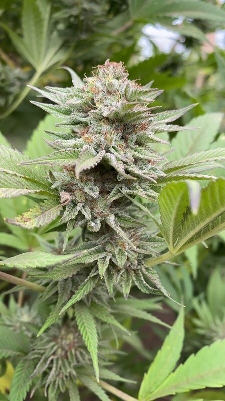 Strawberry Haze Automatik