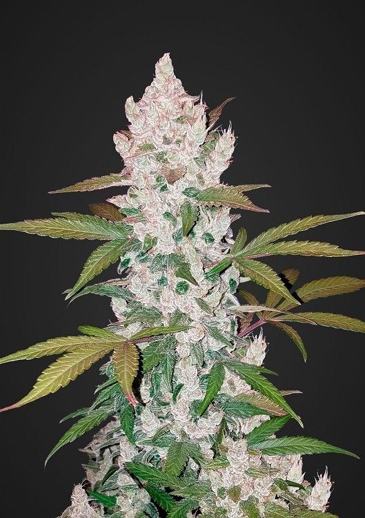 Girl Scout Cookies Automatik