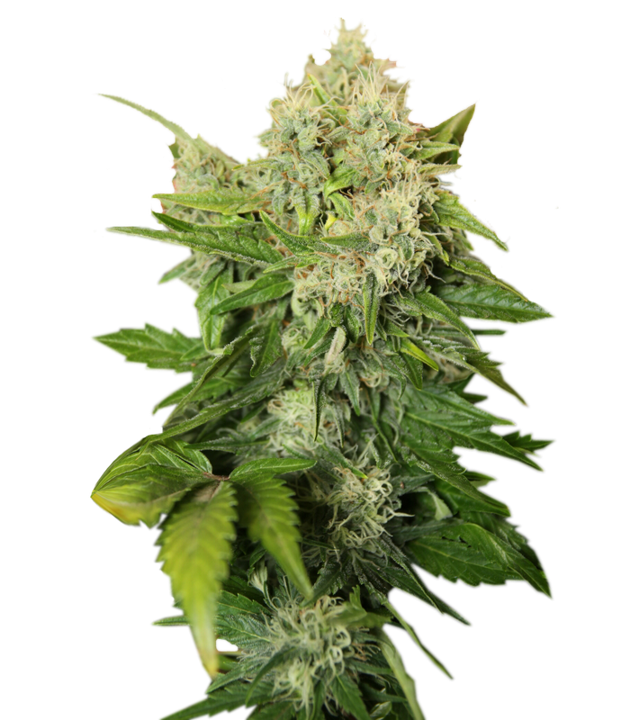 Girl Scout Cookies FEM