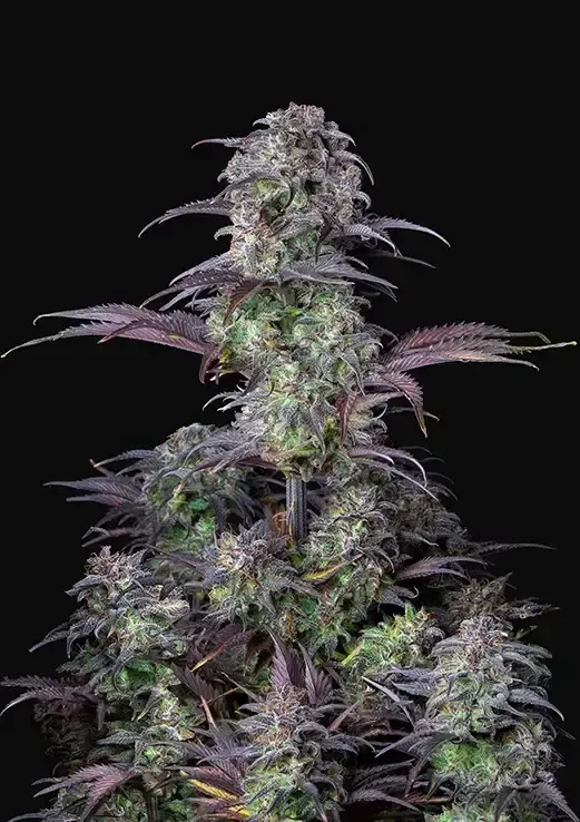 Bluberry Automatic