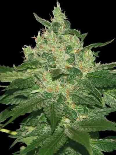 Afghan Kush Reguläre 10 Hanfsamen