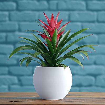 Bromeliad Beauty Plant